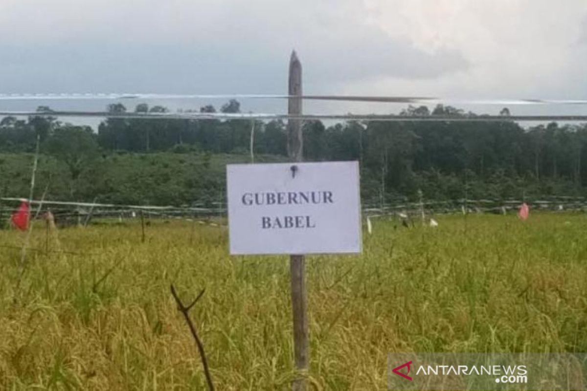 Gubernur Babel bersama petani Kota Kapur panen padi 80 hektare