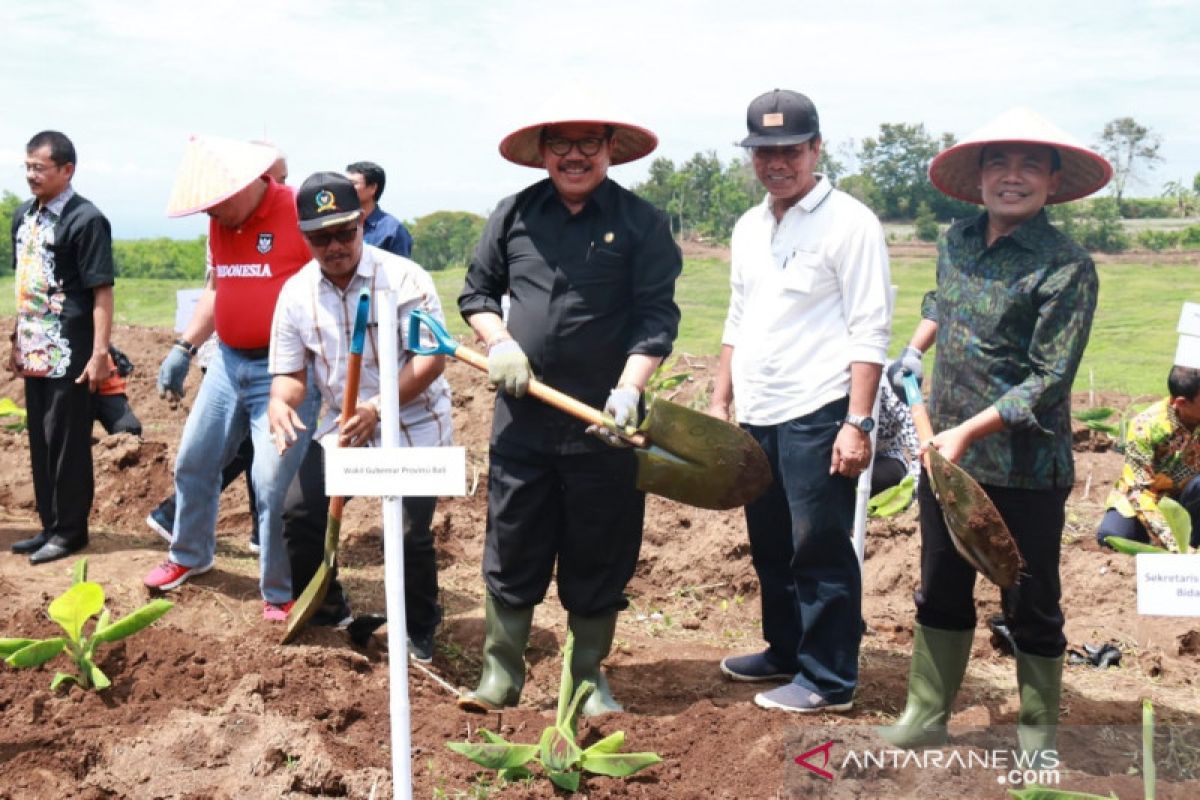 Wagub tanam pisang perdana untuk kawasan hortikultura nasional