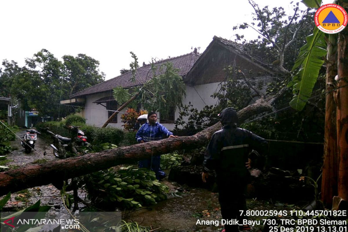 Hujan deras disertai angin kencang landa Jepara,  dua rumah tertimpa pohon tumbang