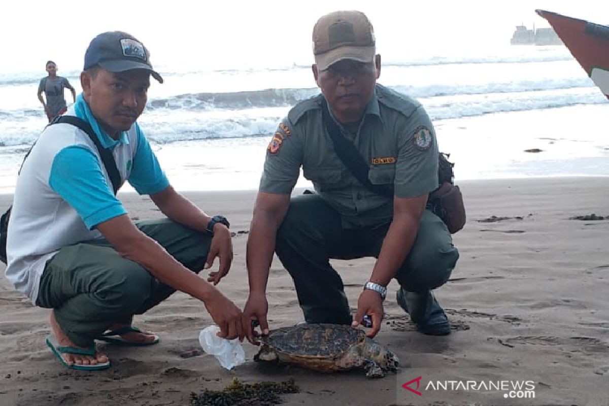 KSDA temukan penyu mati diduga terjerat alat pancing di Pangandaran