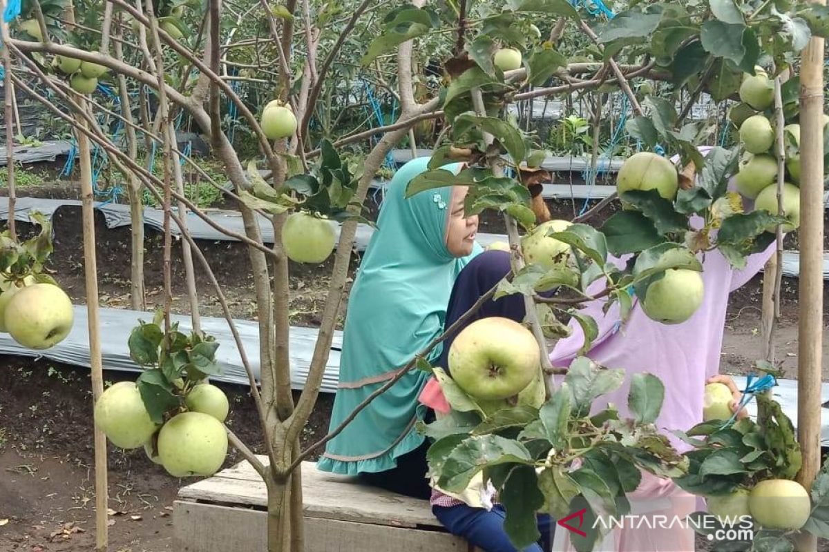 Pemkab Rejang Lebong integrasikan kebun kopi dengan apel