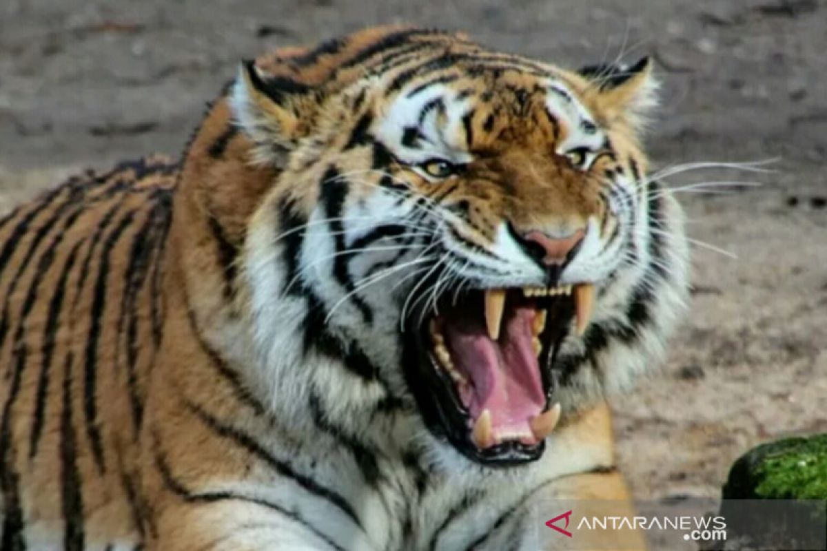 Harimau di Sumatera Selatan tercatat sebanyak 17 ekor