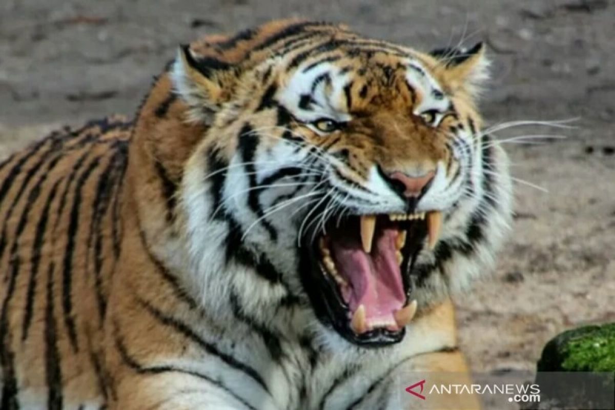 Seorang warga Muara Enim tewas diduga diserang harimau