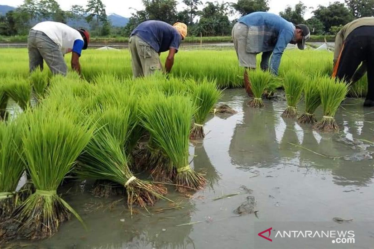 Ratusan hektare sawah di Sulteng teredam banjir, terancam gagal panen