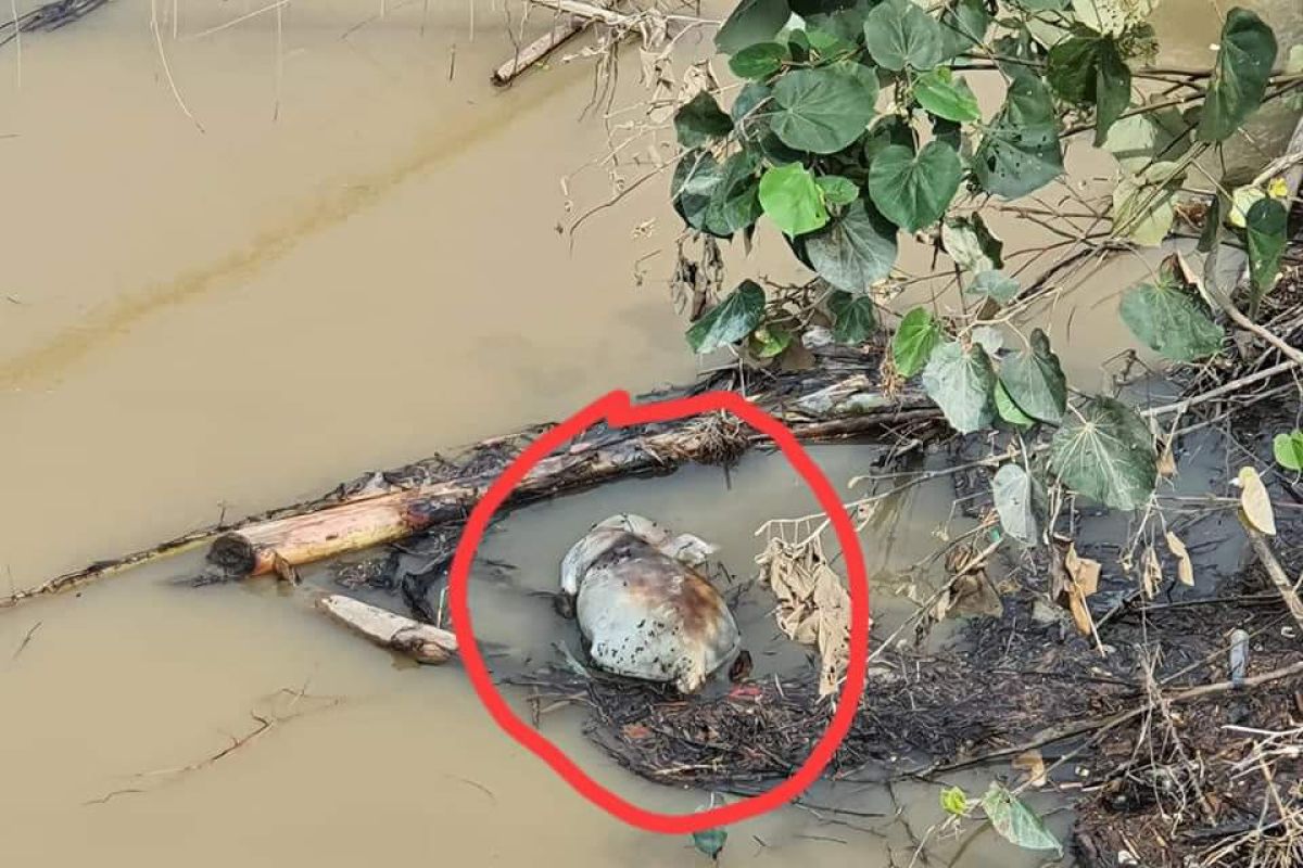 Warga temukan bangkai babi dihanyutkan didekat jembatan Sungai Wampu Langkat