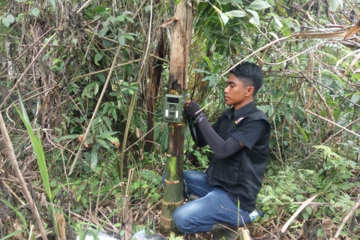 BKSDA pasang kamera  pemantau  Identifikasi harimau yang memangsa ternak warga