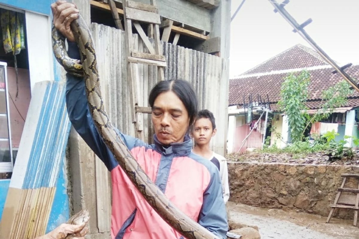 Warga Kedamaian Bandarlampung tangkap ular sanca kembang