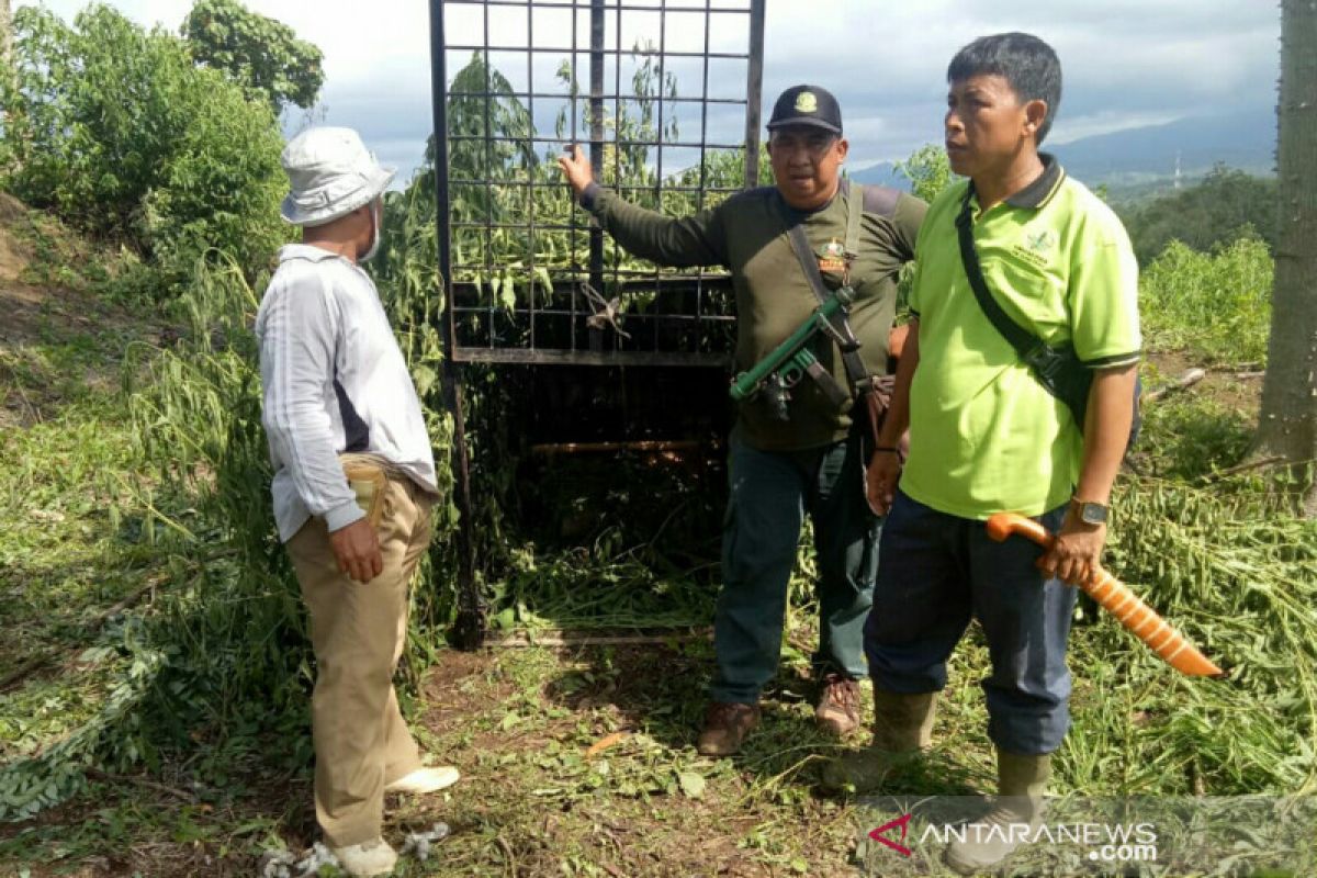 BKSDA Sumsel berjanji segera tangkap harimau di Muara Enim