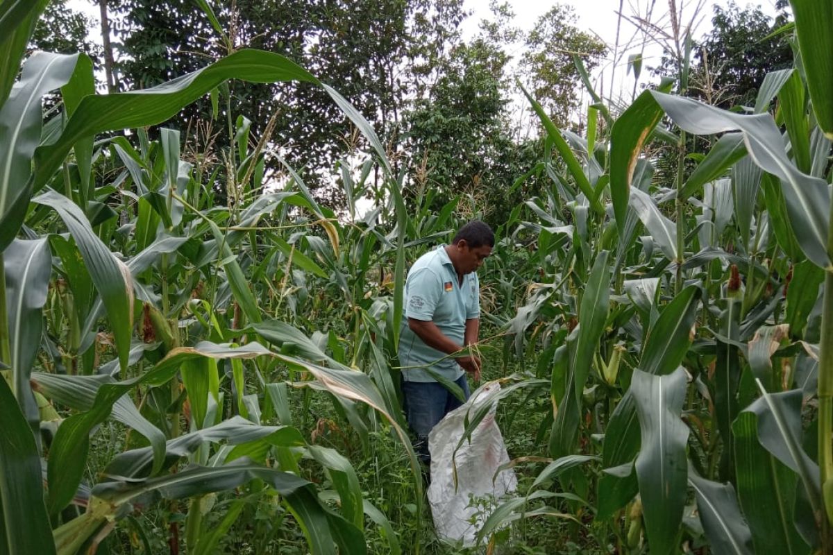 Permintaan jagung jelang malam pergantian tahun meningkat