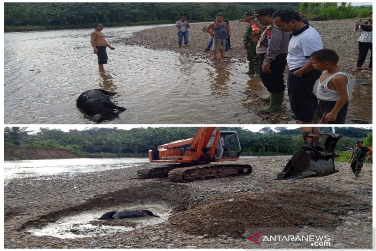 Heboh penemuan bangkai babi, Polres Tapsel imbau warga hindari konsumsi air Sungai Garoga