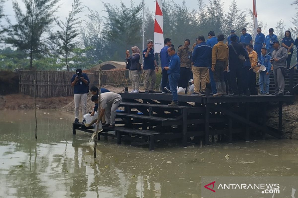 PT Timah budidayakan ikan endemik Bangka Belitung