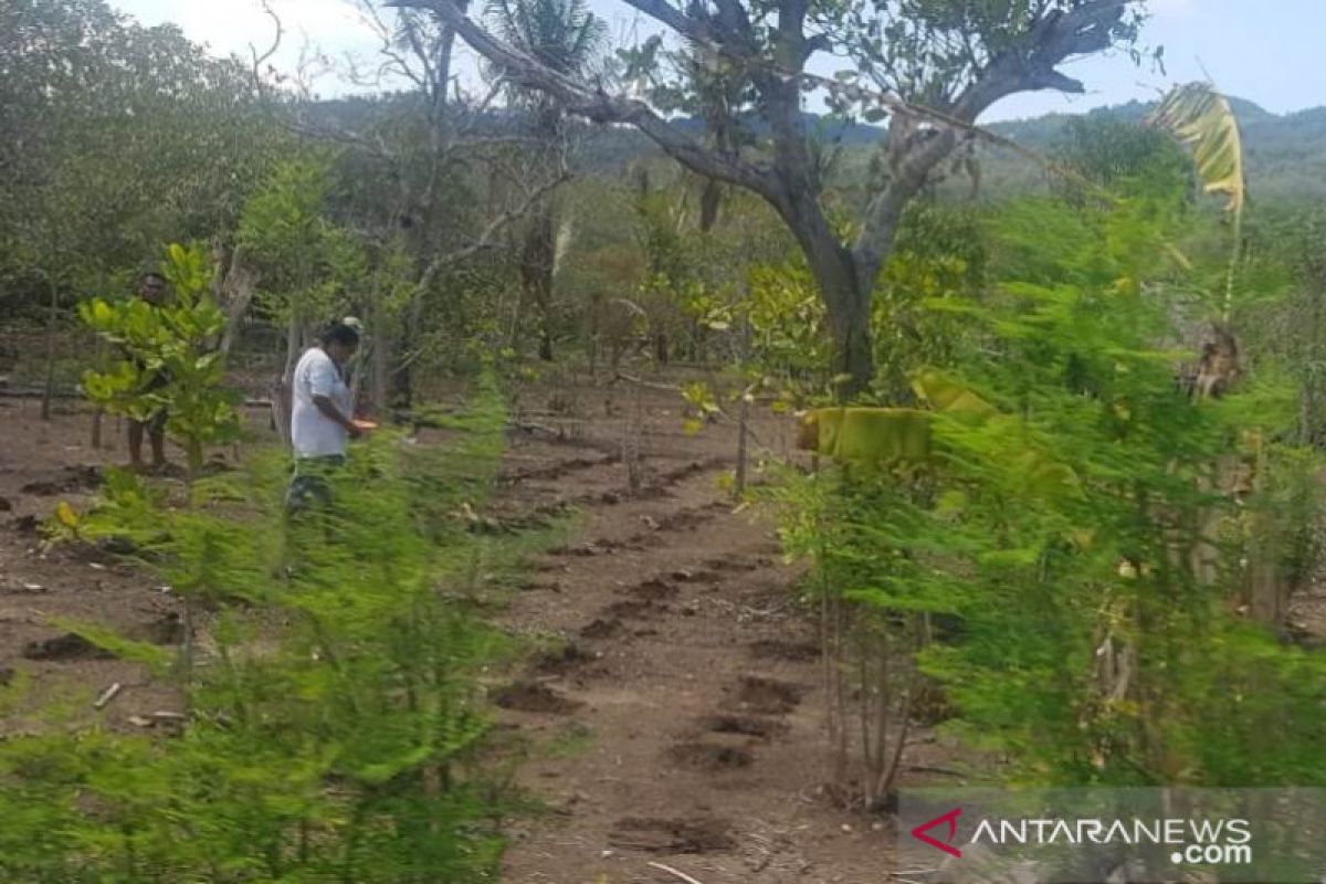 Para petani di Pulau Adonara terancam gagal tanam