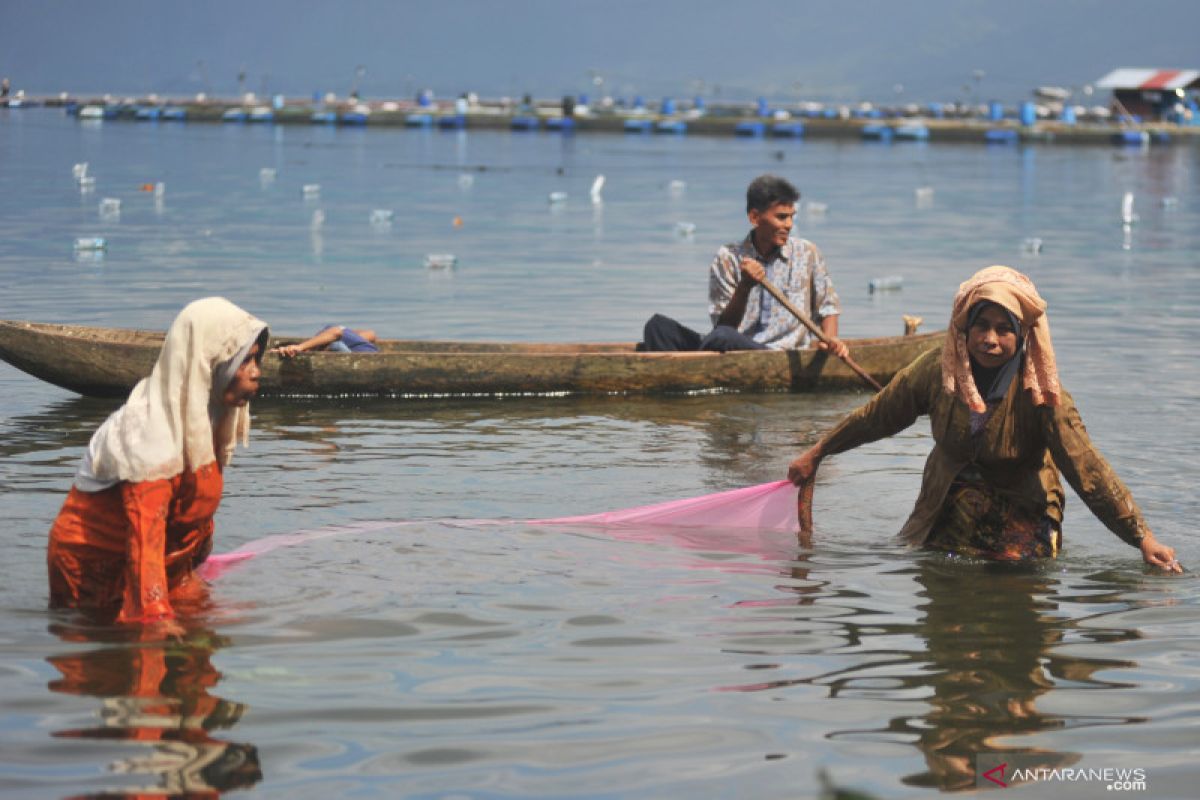 Ikan rinuak di Danau Maninjau mulai sulit didapatkan