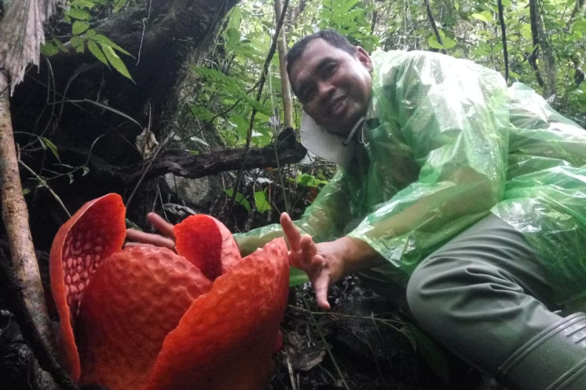 Bunga Rafflesia Terbesar di Dunia Mekar di Agam