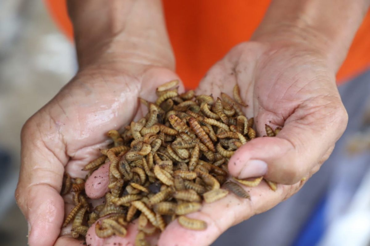 KKP apresiasi pembuatan pakan ikan berbahan baku maggot