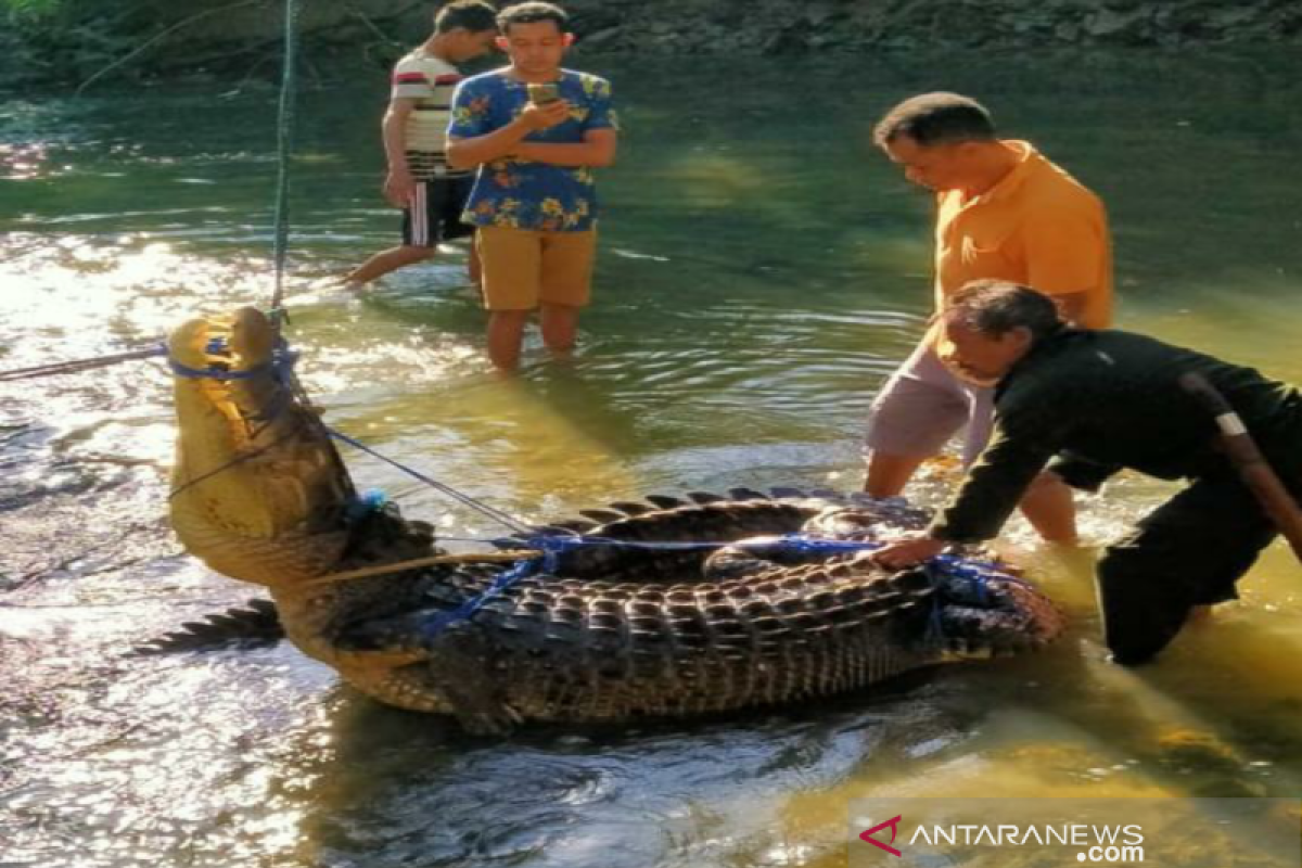 Di Muna, warga tangkap buaya muara sepanjang 4,8 meter