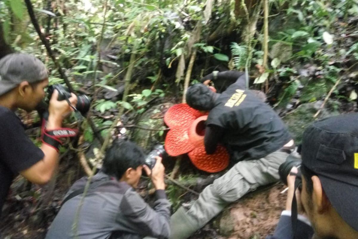 Terbesar di dunia, Rafflesia baru mekar di Agam diperkirakan bakal mencapai 117 centimeter