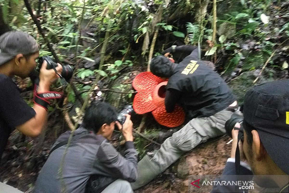 The largest rafflesia flower in the world will has a diameter of 117 centimeters in Agam