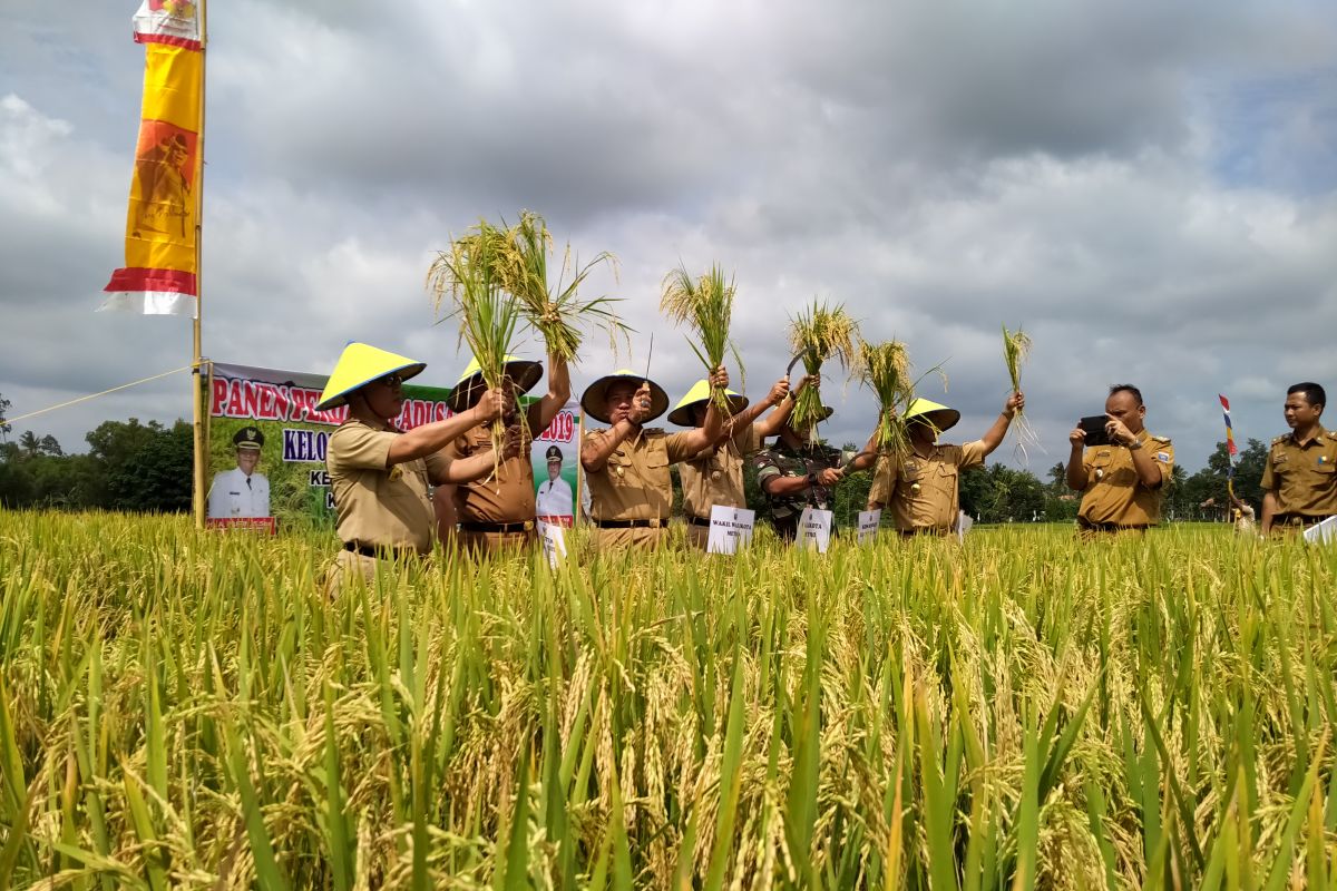 Produktivitas padi Kota Metro 7 ton per hektare