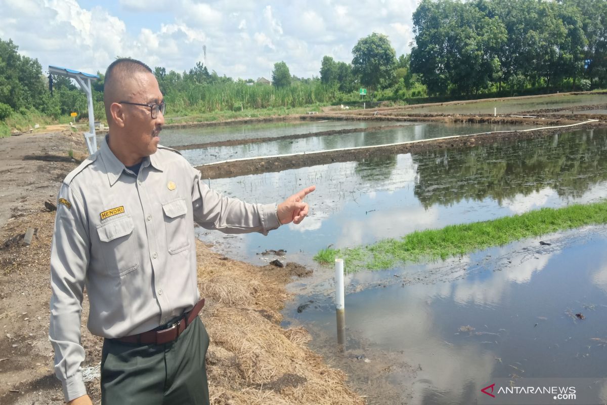 Balittra ingatkan petani ancaman gagal tanam di musim hujan