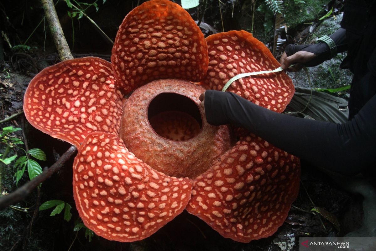 World's largest Rafflesia tuan-mudae in West Sumatera withers