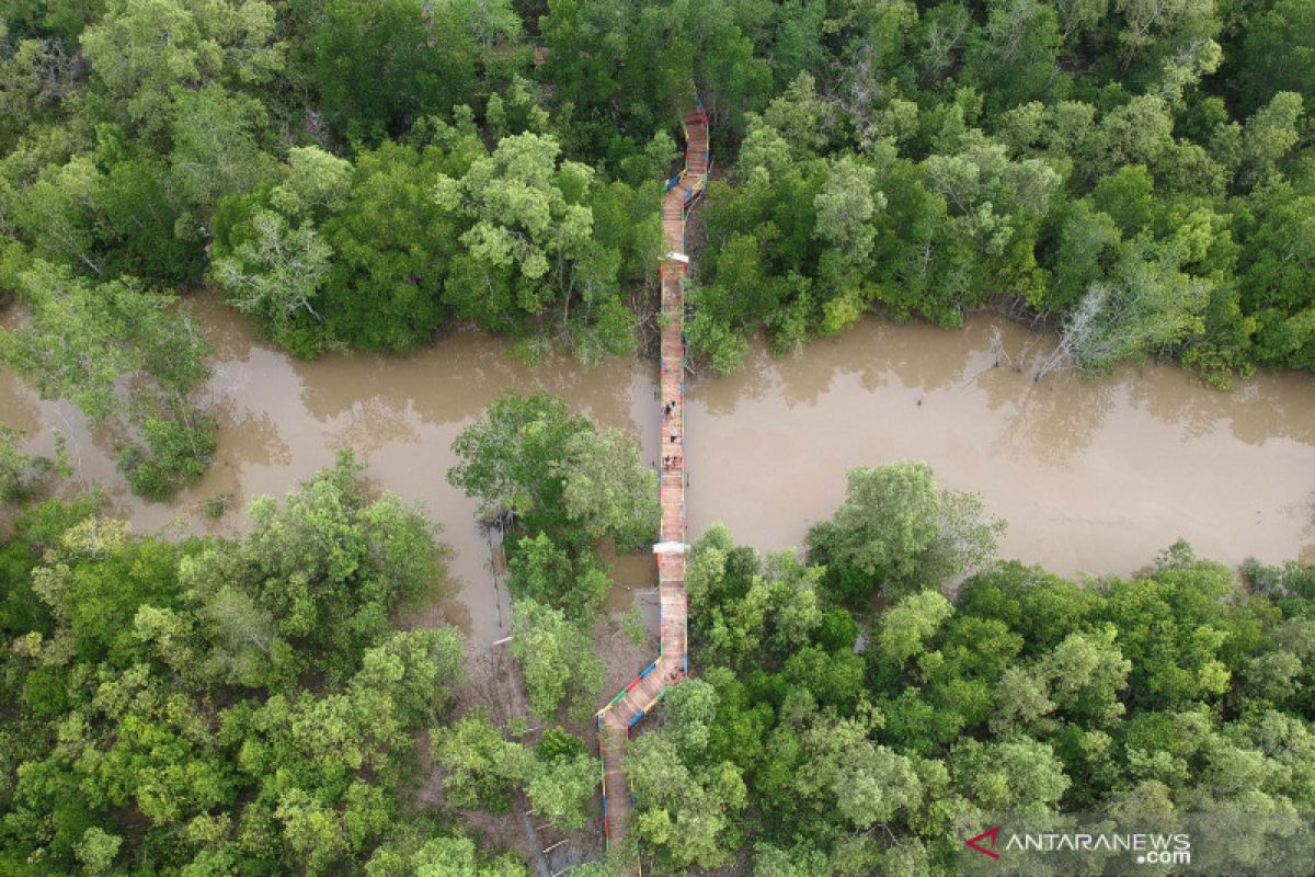 Luhut undang Singapura masuk proyek mangrove hingga "food estate"