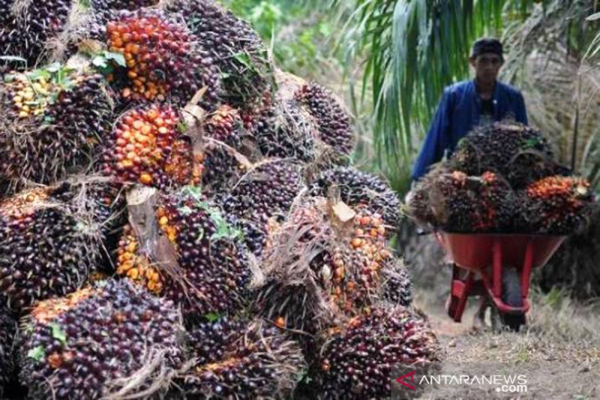Harga tandan buah segar kelapa sawit Riau naik Rp22,74 per kg