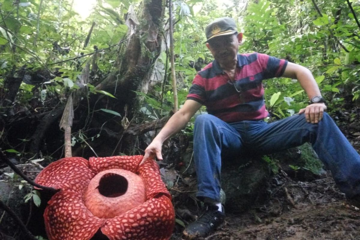 Bunga Rafflesia ditemukan hampir di seluruh Sumbar, ini daerahnya