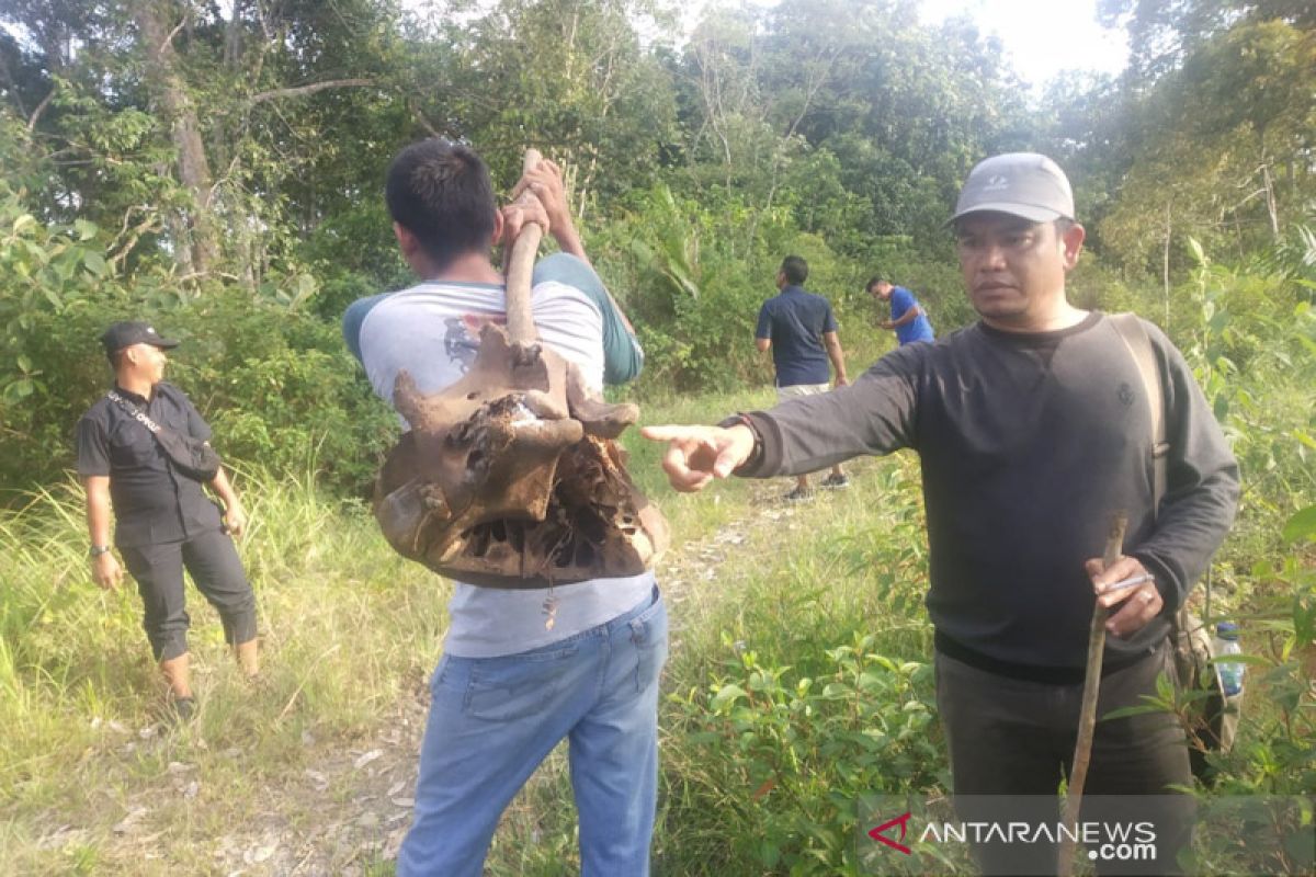 Dua ekor gajah ditemukan mati di Aceh Jaya