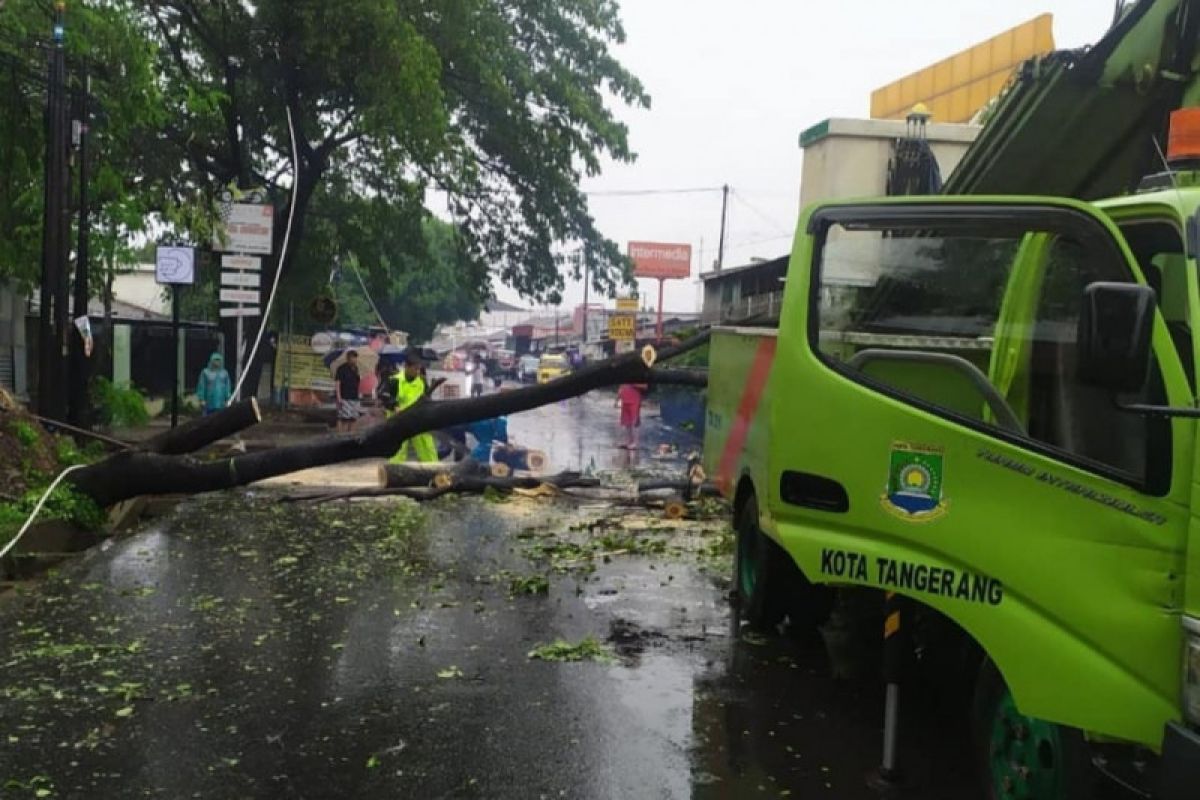 Petugas tebang pohon   tua rawan tumbang di Kota Tangerang