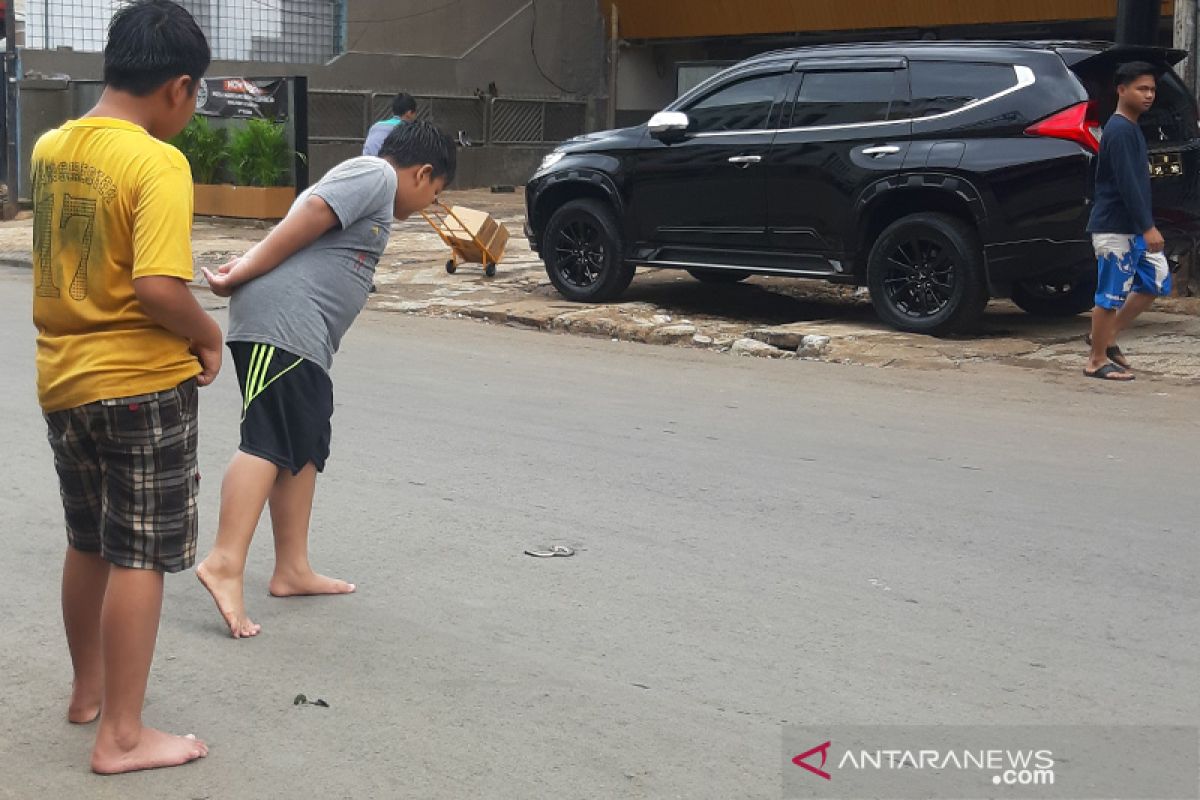 Warga Bendungan Hilir temukan anak ular kobra dari balik pohon tumbang