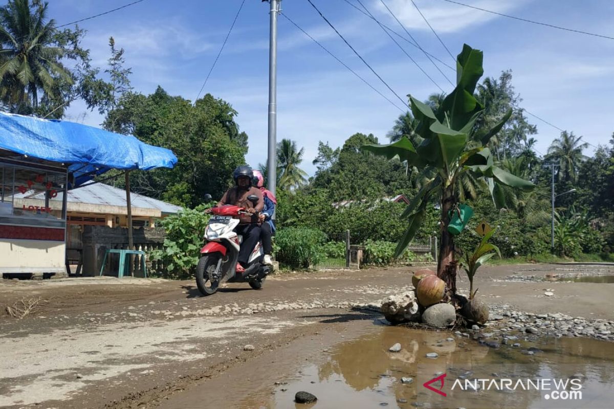 Protes jalan rusak tak kunjung diperbaiki, warga Padang Pariaman tanam pisang di jalan