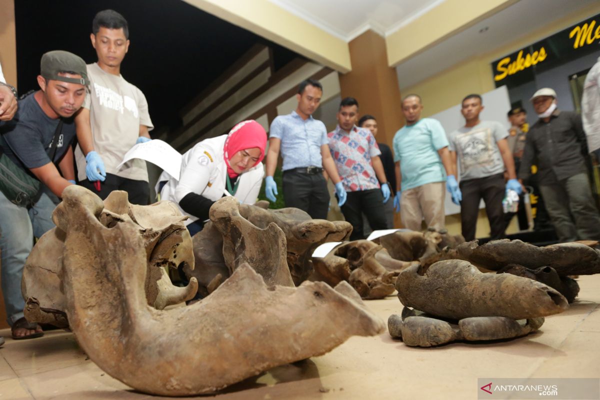 Polisi selidiki penyebab mati lima gajah di Aceh Jaya