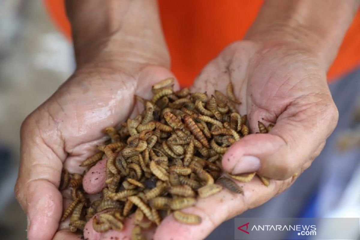 Langkah pasti KKP dorong kemandirian pakan ikan Nusantara