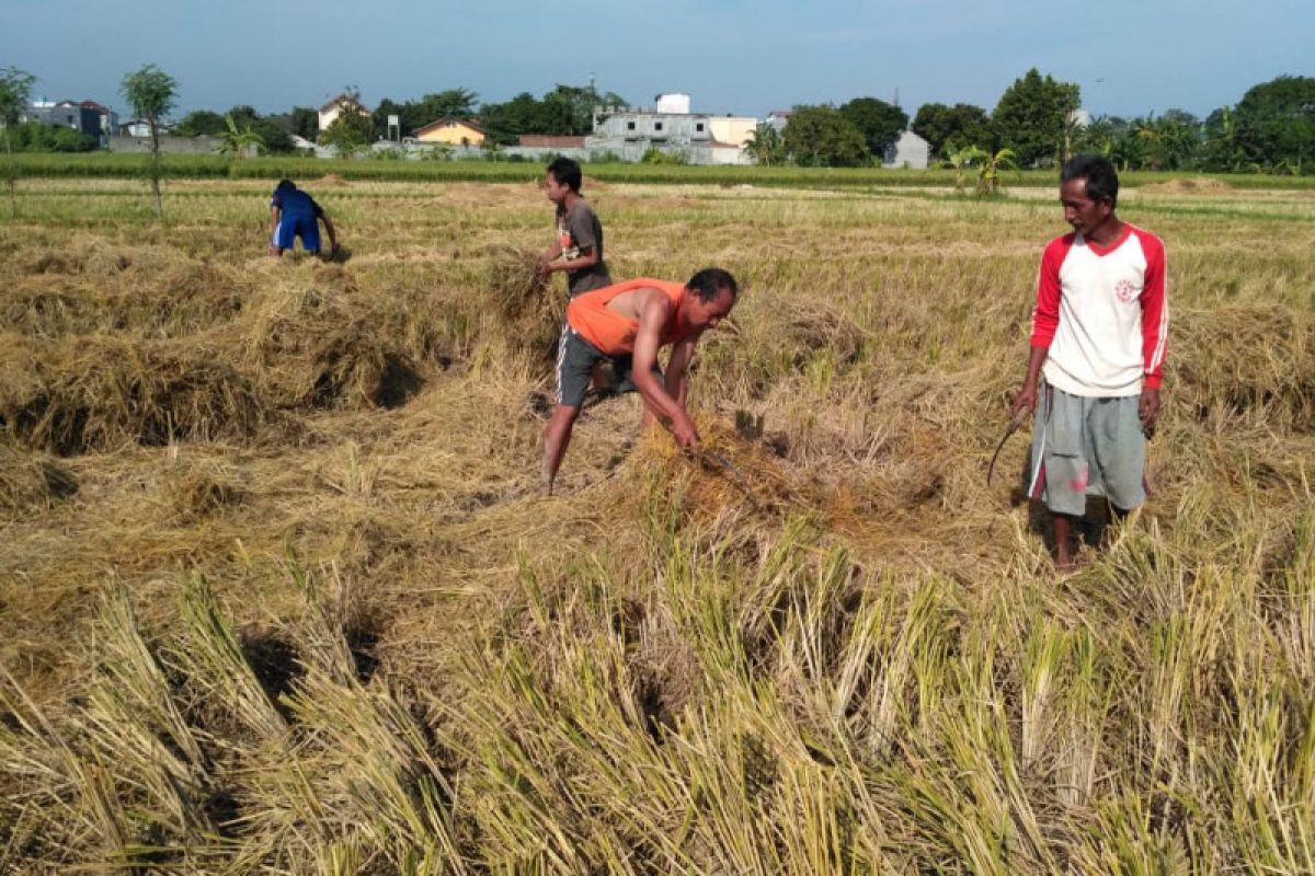 Sehektar padi siap panen di Kota Mataram rebah akibat angin kencang