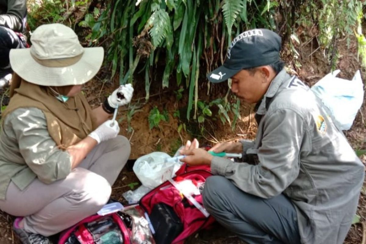 BBKSDA Sumut evakuasi seekor beruang madu terjerat tali tambang