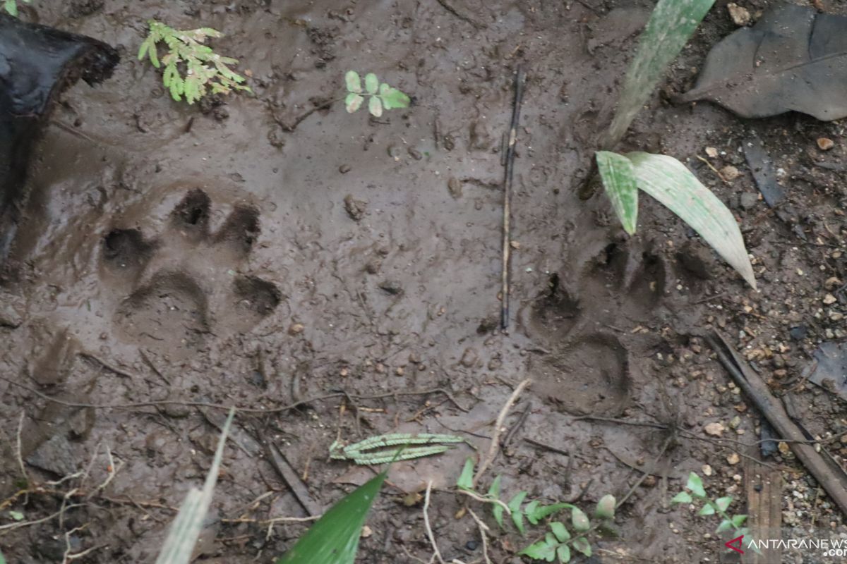 Warga Padang Pariaman diresahkan dengan harimau berkeliaran di kebun (Video)