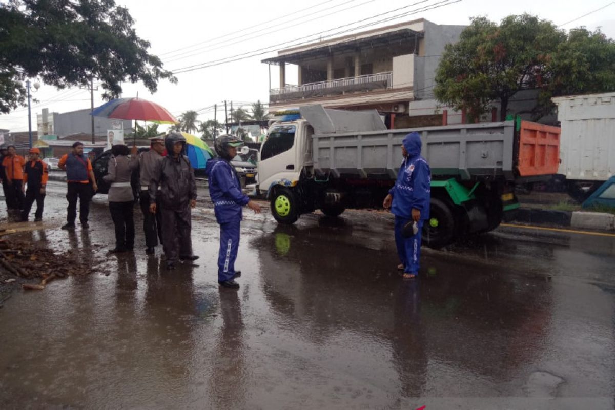 Pohon tumbang menewaskan seorang  pengendara motor