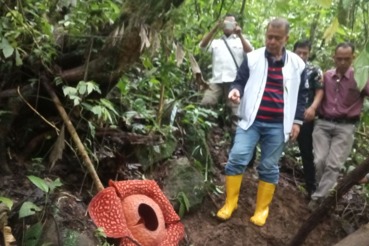 Agam becomes a paradise for rafflesia flowers in Indonesia
