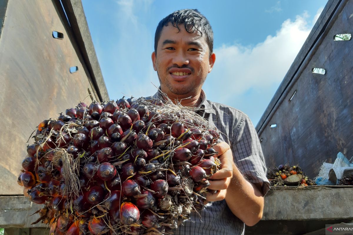 Produksi CPO menurun dorong harga sawit naik