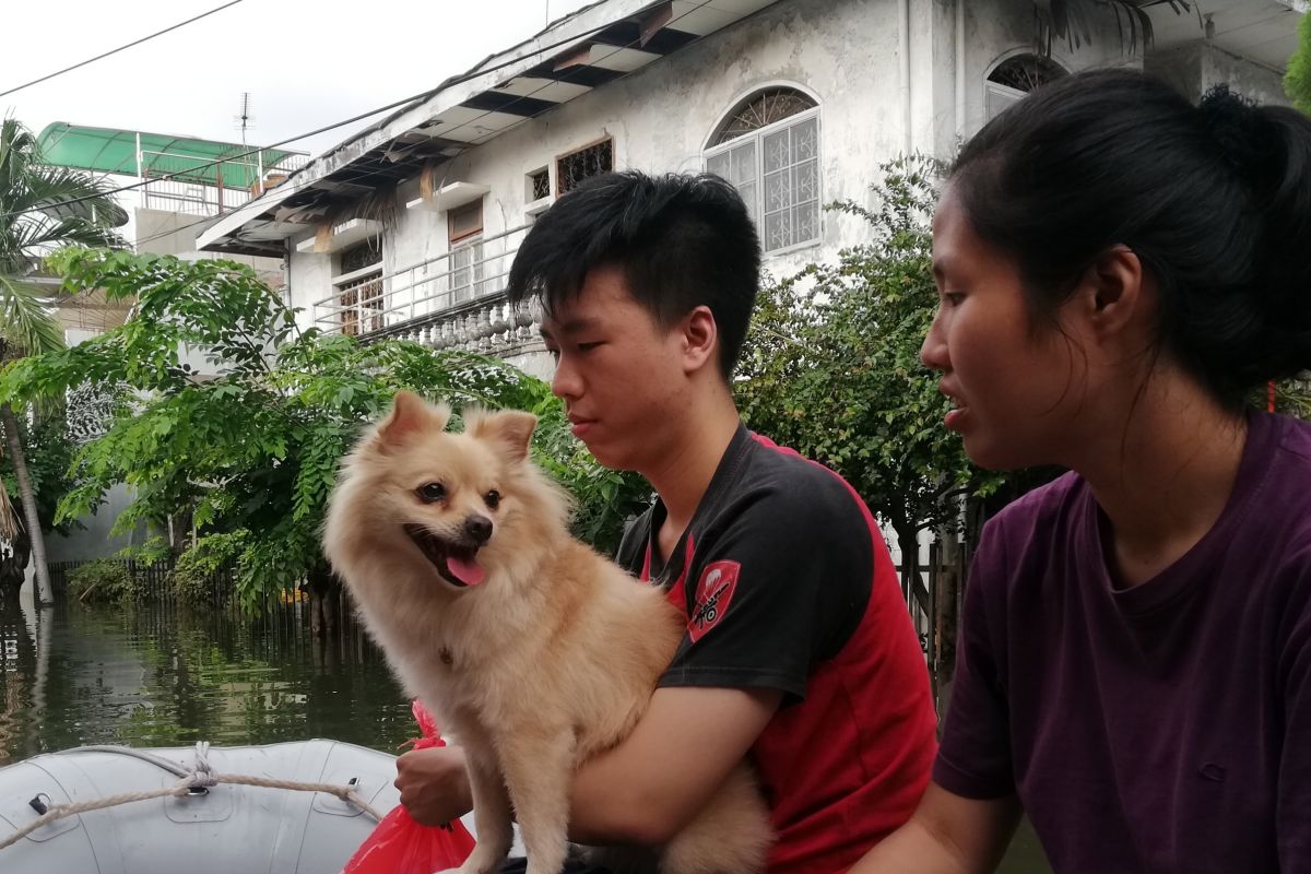 Lagi, petugas Damkar evakuasi anjing di perumahan yang kebanjiran