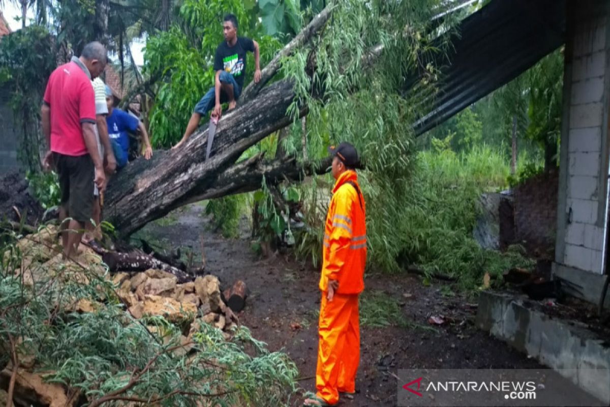 BPBD: Belasan pohon tumbang di Kulon Progo