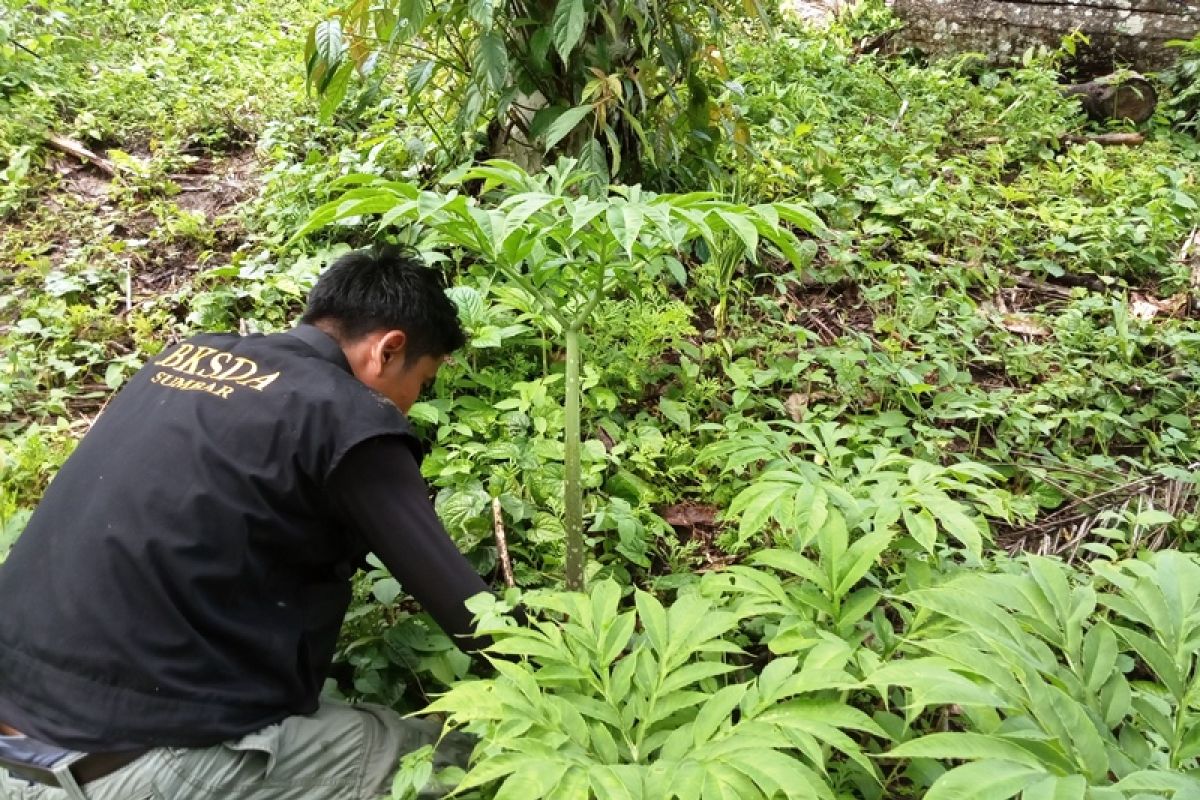 Ratusan bunga Bangkai ditemukan di perkebunan sawit milik warga Lubukbasung