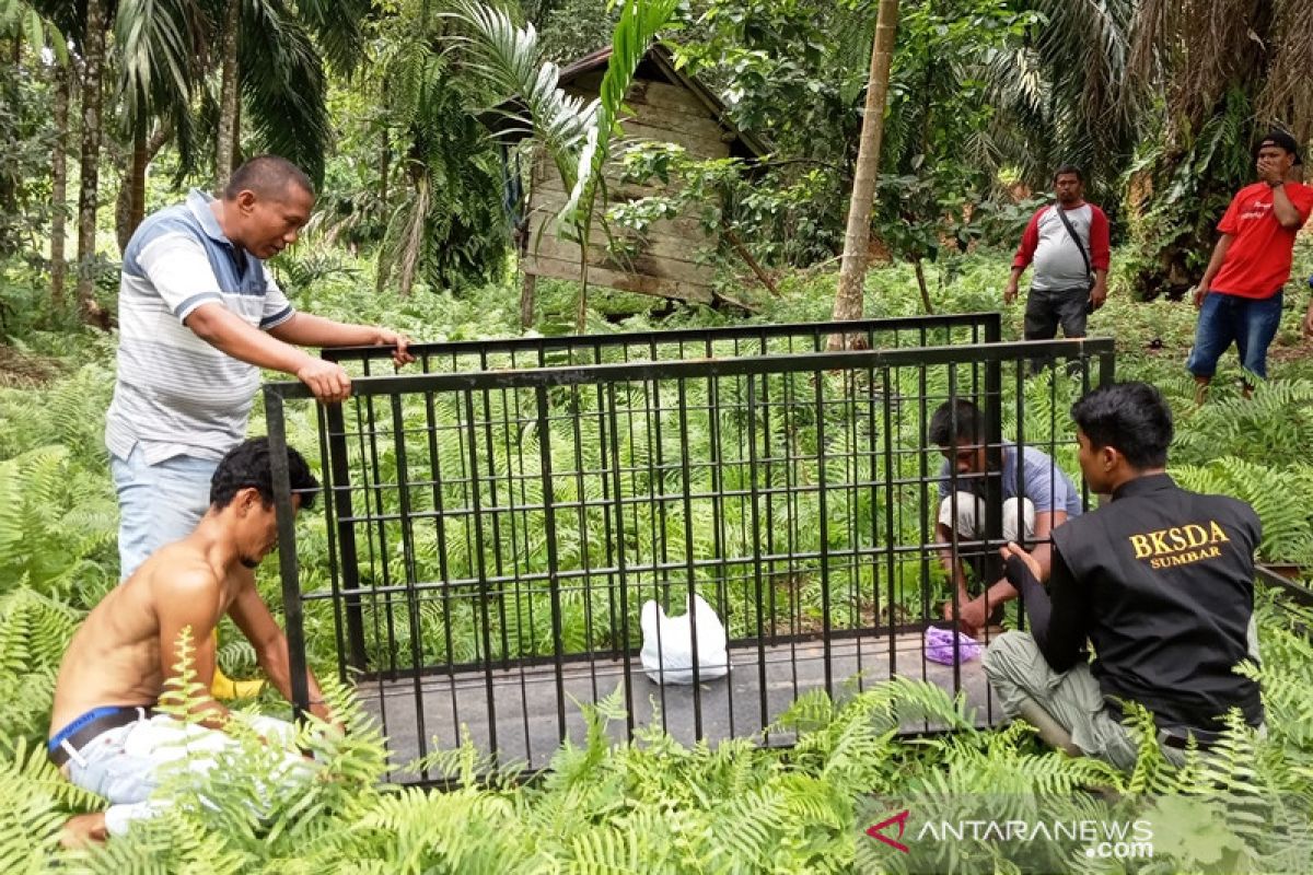 BKSDA Resor Agam pasang perangkap tangkap beruang madu resahkan warga