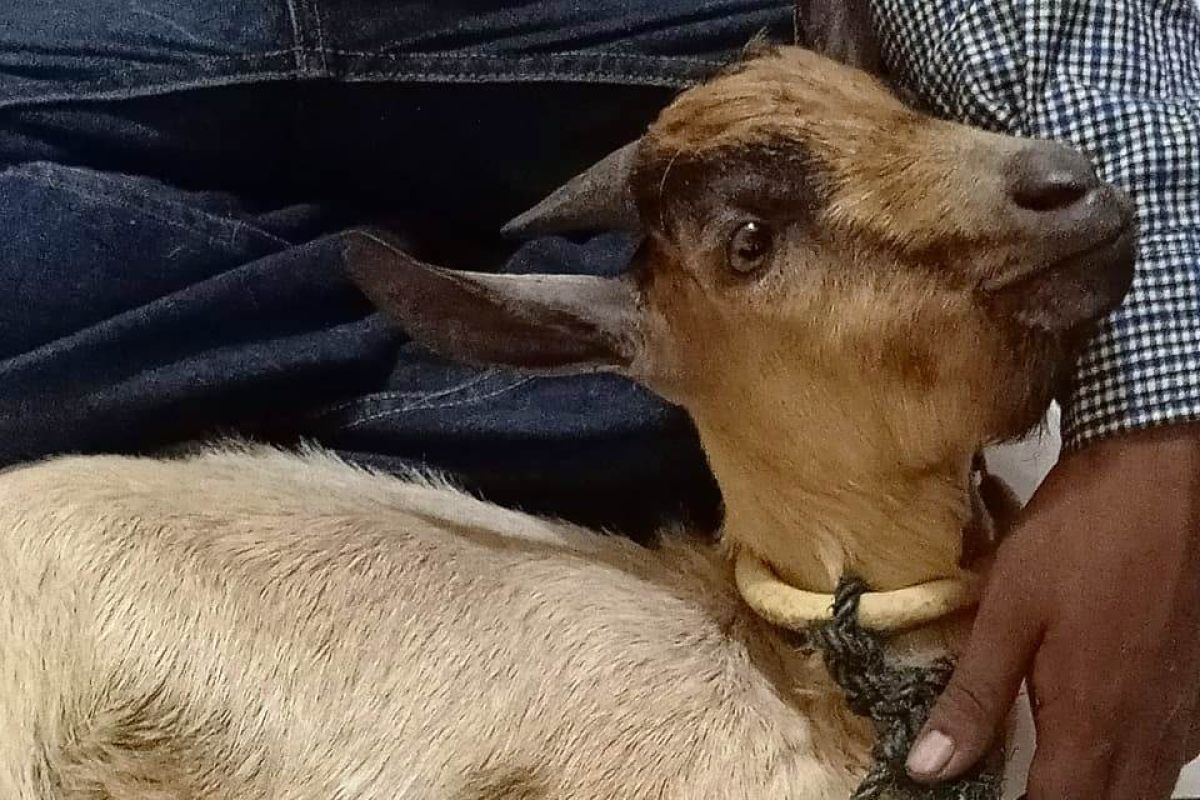 Dua sekawan pencuri ternak ditangkap, seekor kambing hasil curian kabur