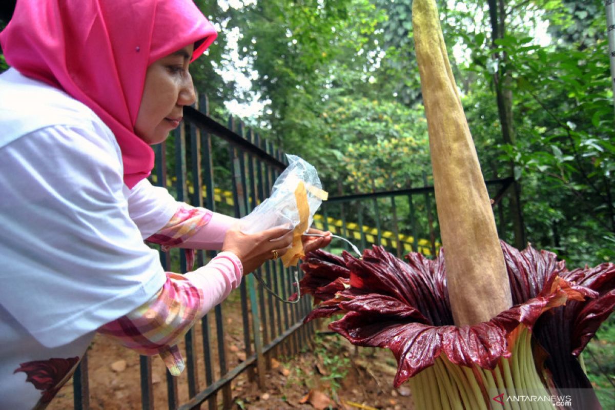 Kebun Raya Bogor tetap jaga fungsi riset dan konservasi sejak 1817