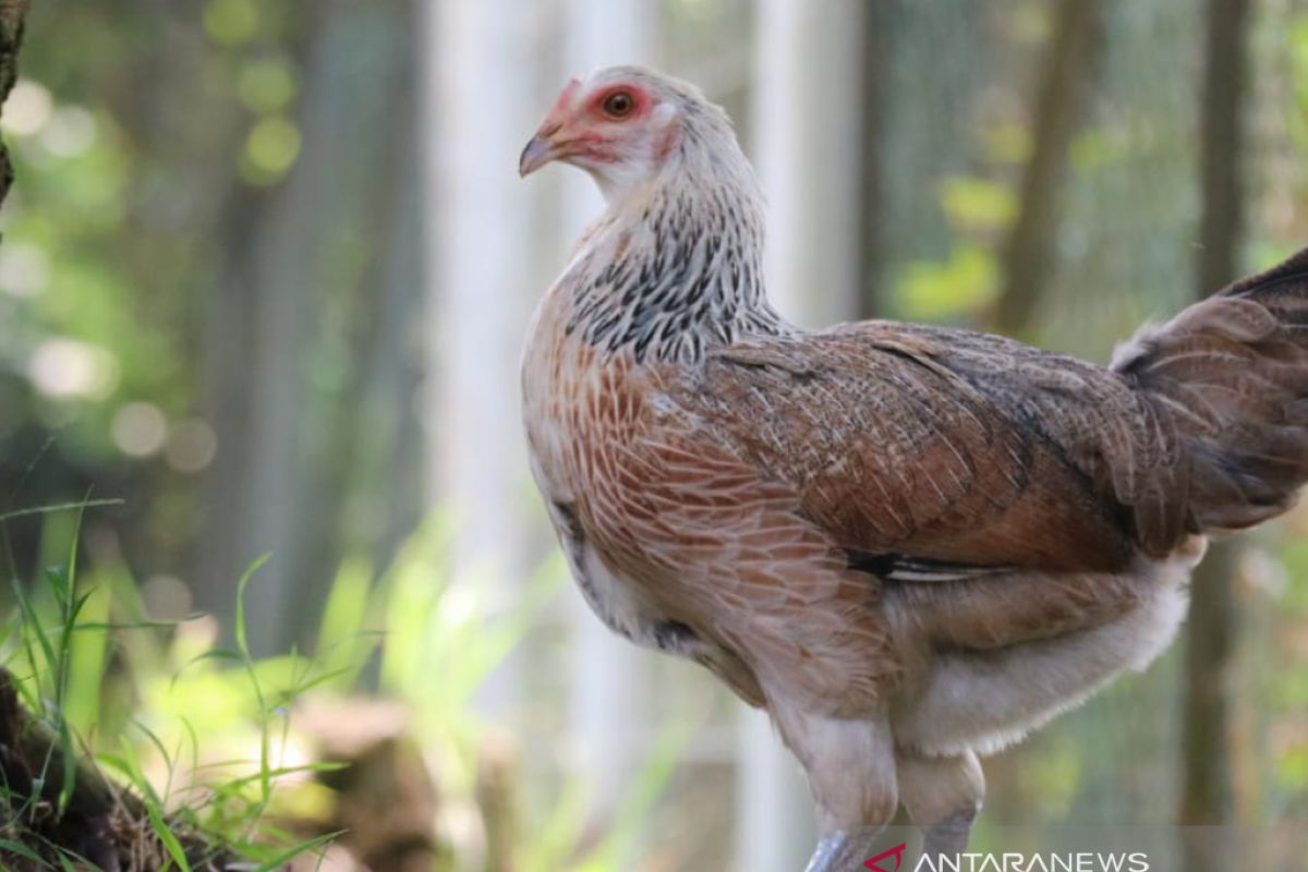 Ayam kampung unggul IPB D-1 dikembangkan