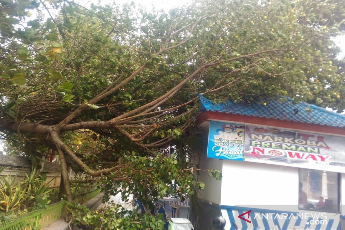 Di Badung, sejumlah pohon tumbang akibat angin kencang