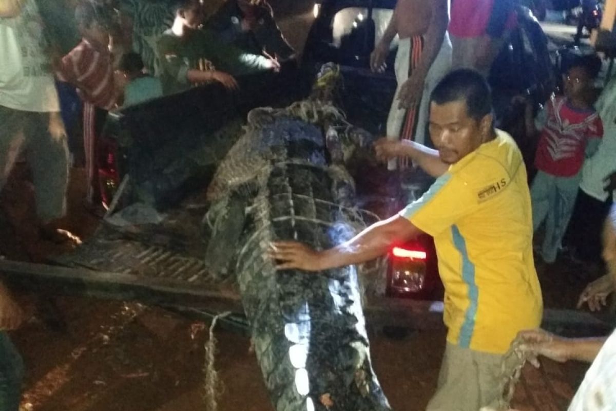 Warga Sungai Selan Bangka Tengah tangkap buaya 