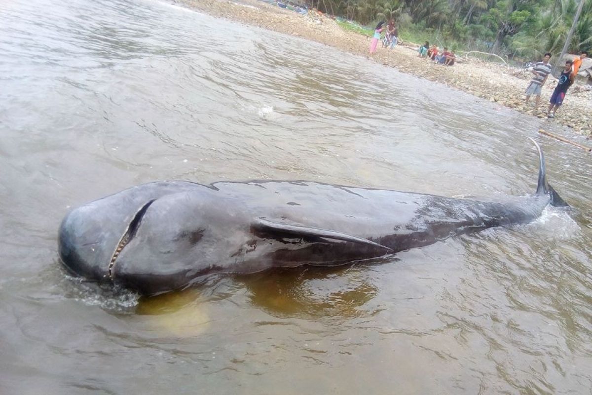 Pilot whale washes ashore on South Gorontalo beach